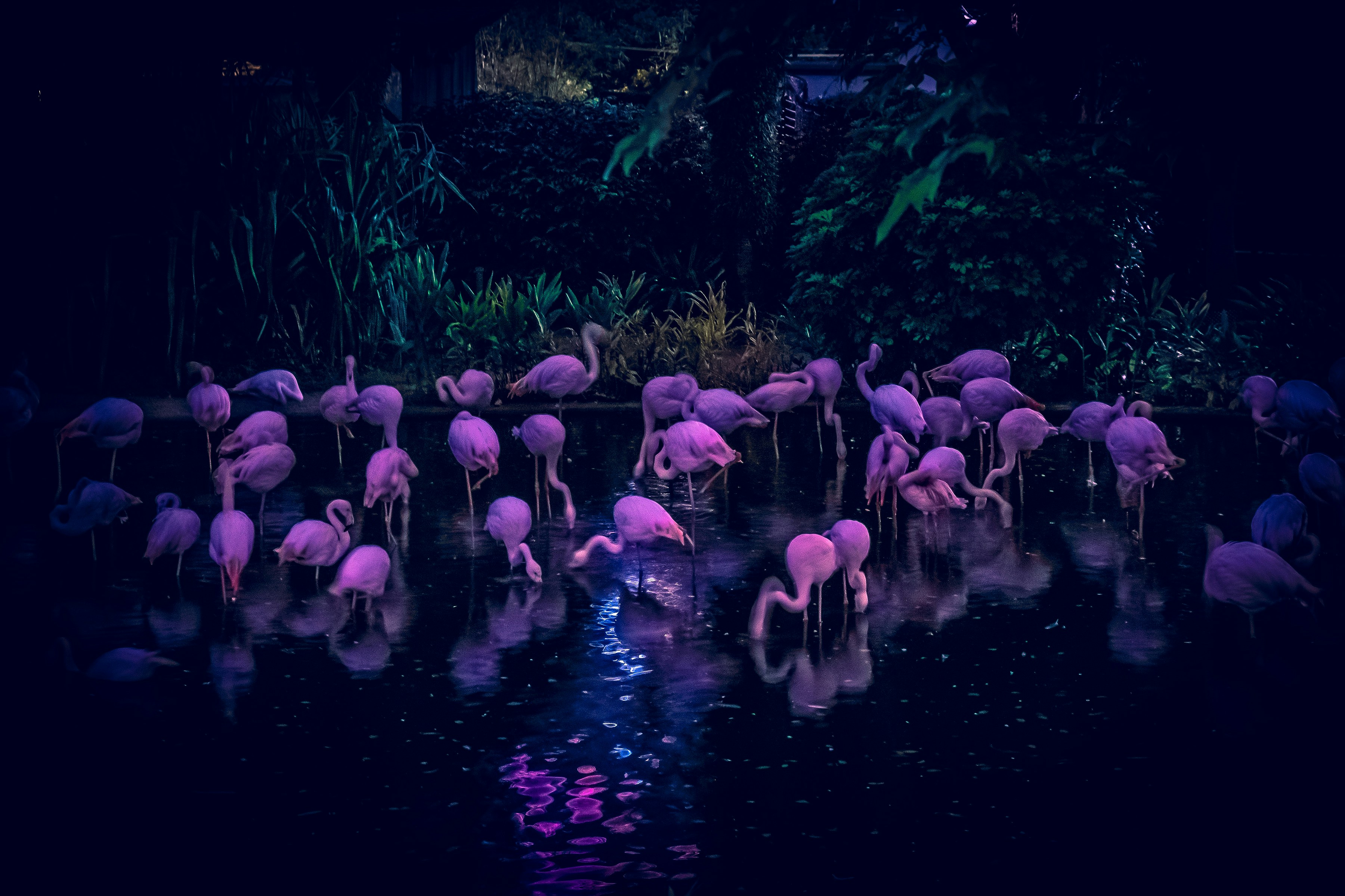 Singapore Zoo